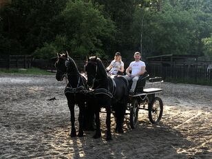 Les chevaux frisons sont disponibles en Ukraine